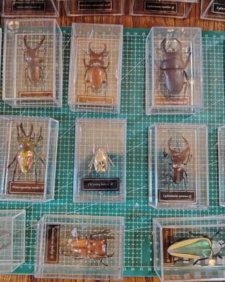 Collezione "Insetti dal Mondo" Deagostini completa