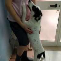 ICE occhi di ghiaccio