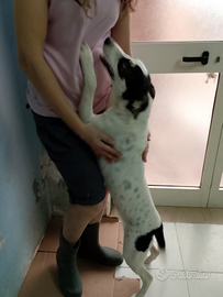 ICE occhi di ghiaccio