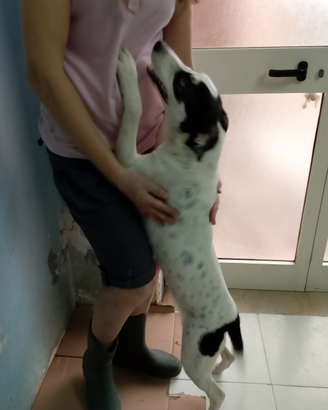 ICE occhi di ghiaccio