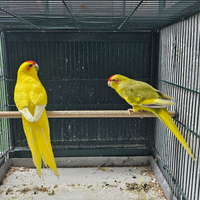 Coppia kakariki
