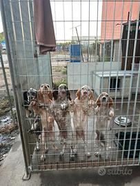 Cuccioli Setter Inglese