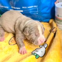 American pitbull terrier