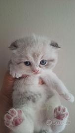 British gattini