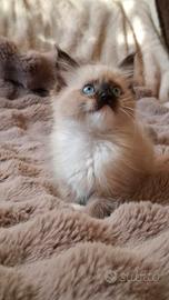 Ragdoll con Pedigree 
