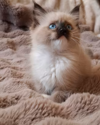 Ragdoll con Pedigree 