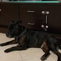 Staffordshire bull terrier