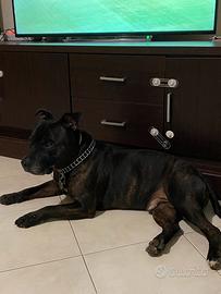 Staffordshire bull terrier