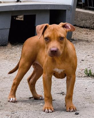 Pitbull UKC F red nose 