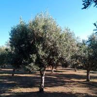 Terreno agricolo di 3.700 mq 100 piante di oliveto