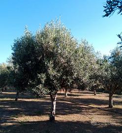 Terreno agricolo di 3.700 mq 100 piante di oliveto