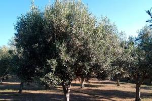Terreno agricolo di 3.700 mq 100 piante di oliveto