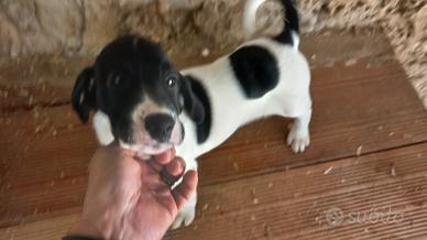Bracco pointer cuccioli di cane da tartufo