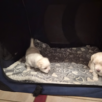 Cuccioli maltesi taglia piccola