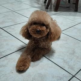 Barboncino Toy Red X Monte