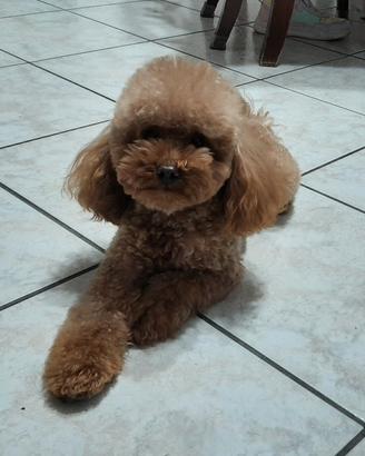 Barboncino Toy Red X Monte