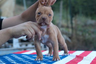 Pitbull UKC F