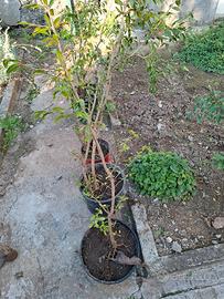 piante di melograno