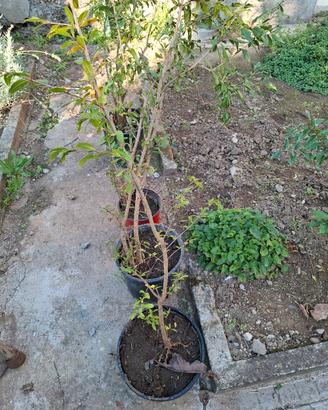 piante di melograno