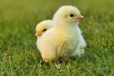 Pulcini di gallina ovaiola
