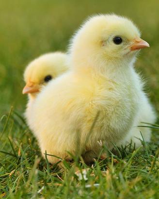 Pulcini di gallina ovaiola