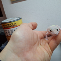 Geco leopardino femmina