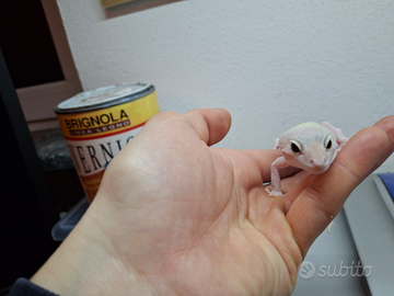 Geco leopardino femmina