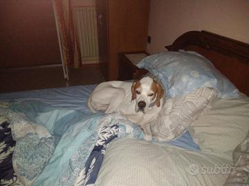 Cucciolini pointer puro