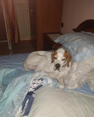 Cucciolini pointer puro