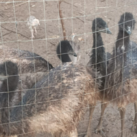 Pulcini di emu tacchini e galline ovaiole