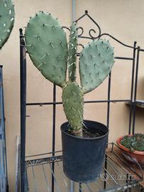 pianta cactus