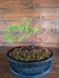 Bonsai di Ginepro Itoigawa. Visita il mio profilo.