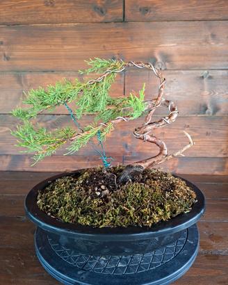 Bonsai di Ginepro Itoigawa. Visita il mio profilo.