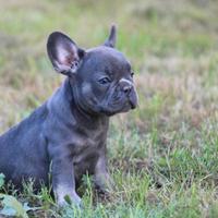 Cuccioli bulldog francesi maschietti blu