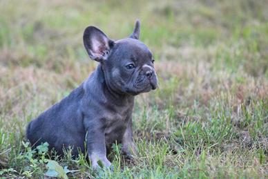 Cuccioli bulldog francesi maschietti blu