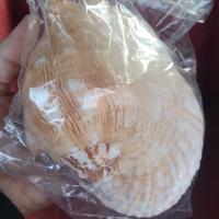 strombus da circa 20 cm