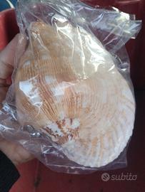 strombus da circa 20 cm