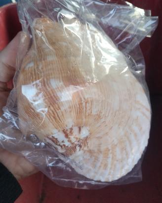 strombus da circa 20 cm