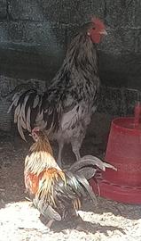 Galli