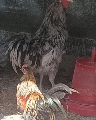 Galli