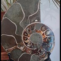 Ammolite Ammonite Madagascar 15,4 cm Lucidata Foss