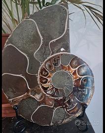 Ammolite Ammonite Madagascar 15,4 cm Lucidata Foss