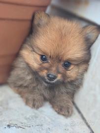 Spitz tedesco 