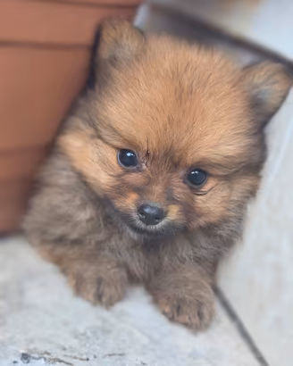Spitz tedesco 