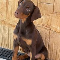 Cane dobermann