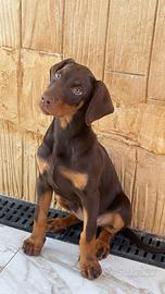 Cane dobermann