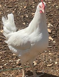 Galline giovani rosse e bianche