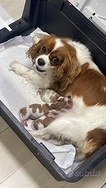 Cavalier King con pedigree