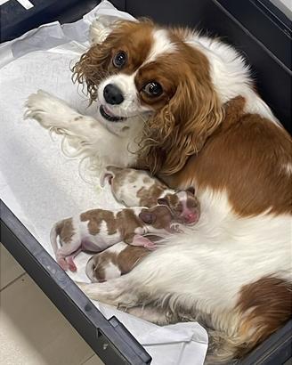 Cavalier King con pedigree