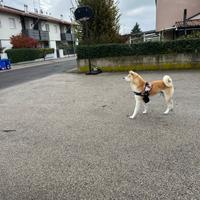 Akita inu